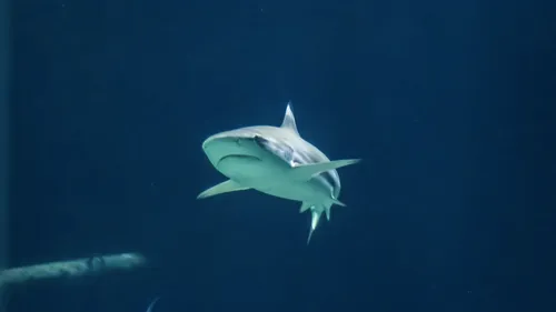 Des requins venimeux découverts dans un fleuve !